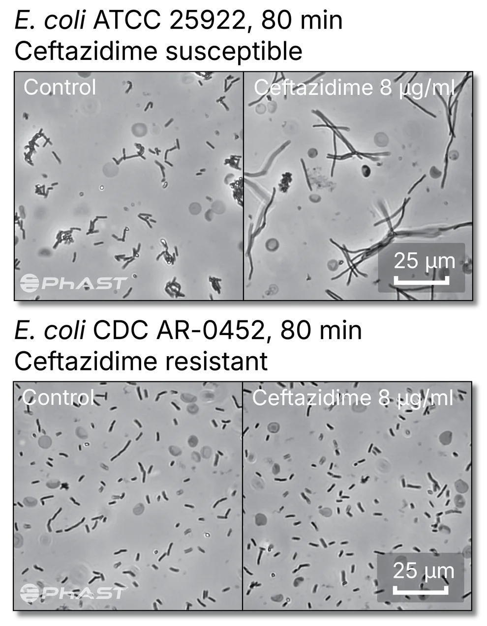 Early phenotypic response